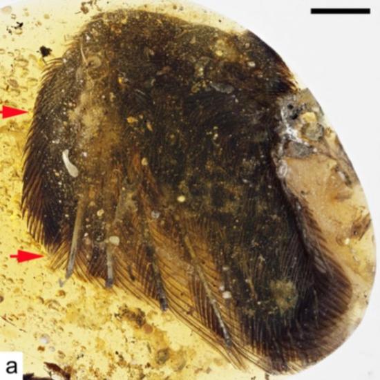 【每日趣闻】琥珀中封存了9900万年的鸟翼